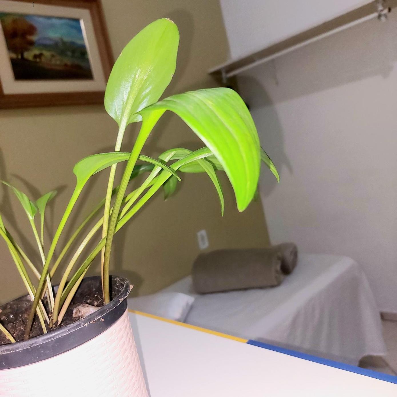 Hostal Hospedaria Green Florianópolis